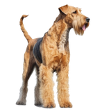 Mouse Pad - Airedale Terrier