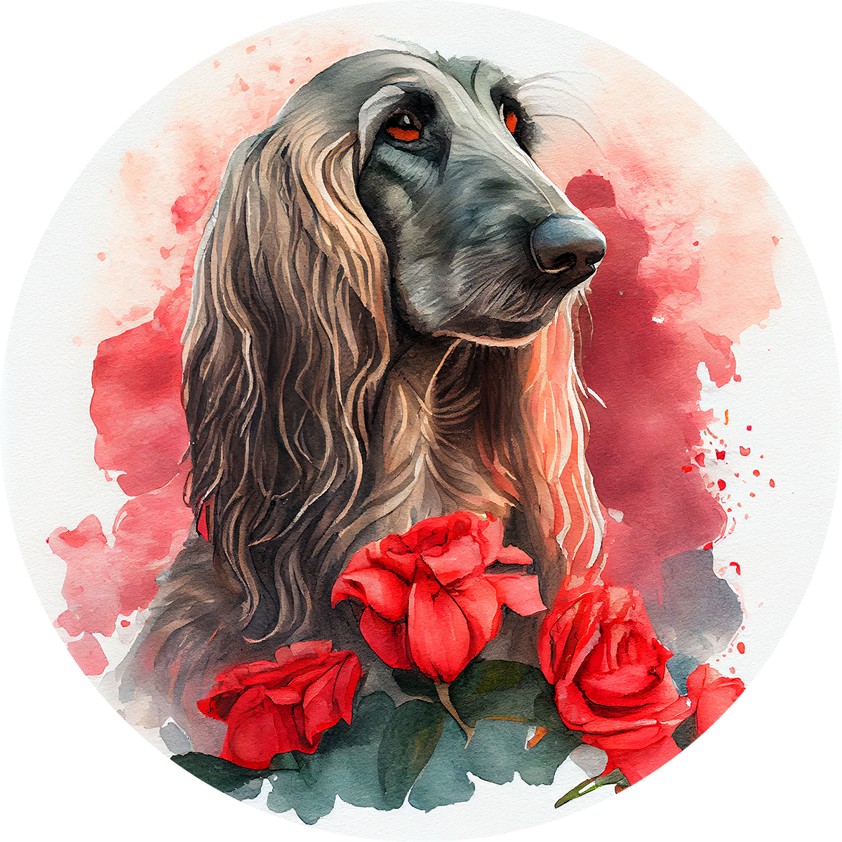 Afghan Hound 14