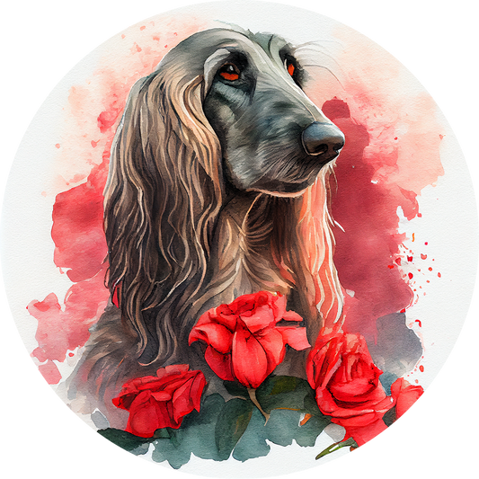 Afghan Hound 14