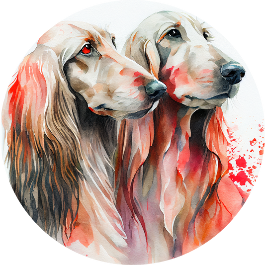 Afghan Hound 17