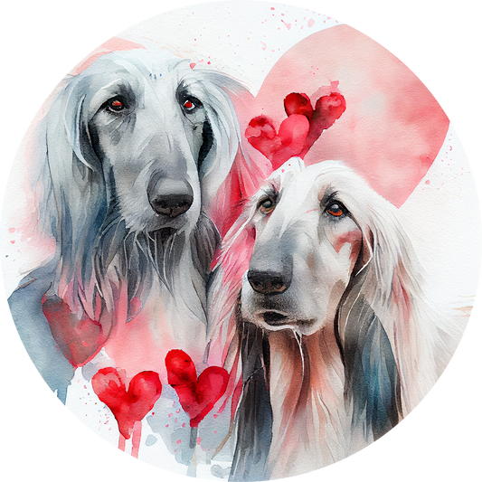 Afghan Hound 18