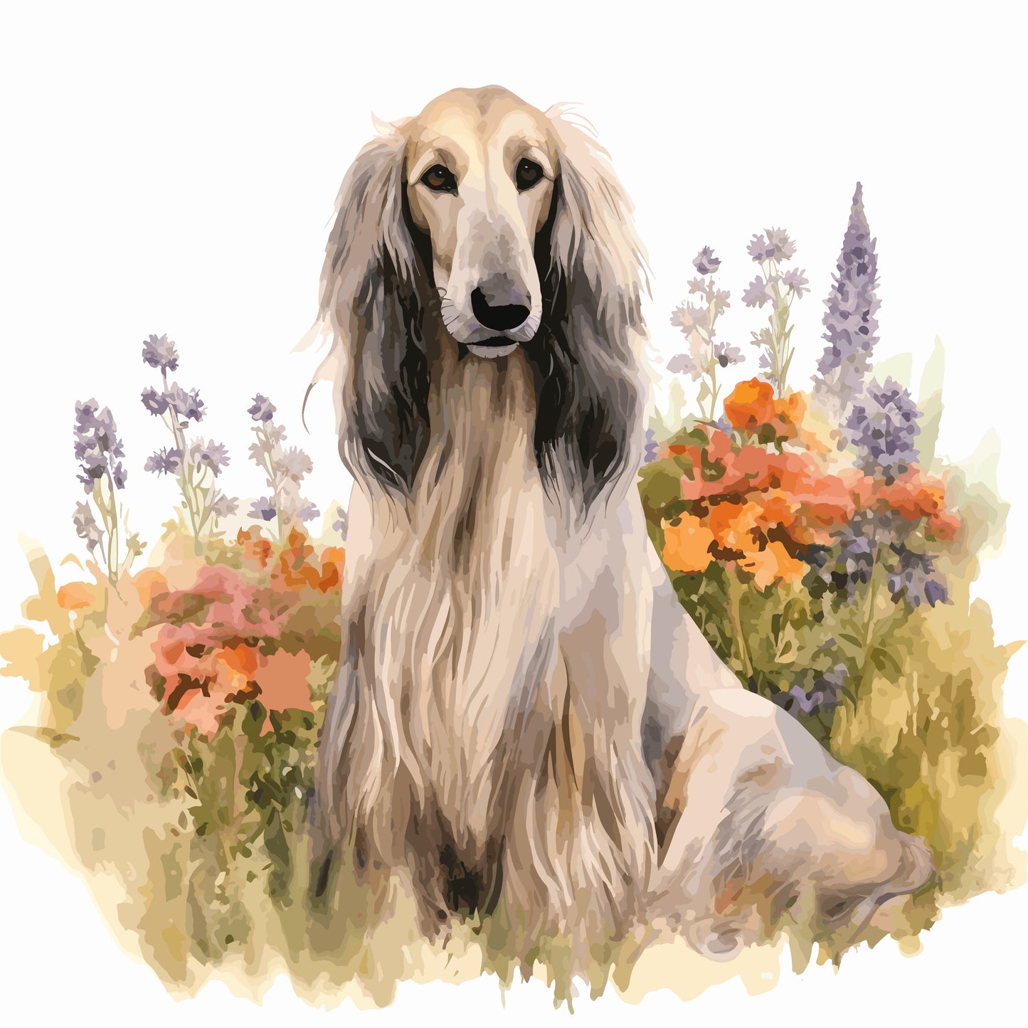 Afghan Hound 2