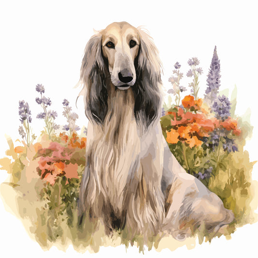 Afghan Hound 2