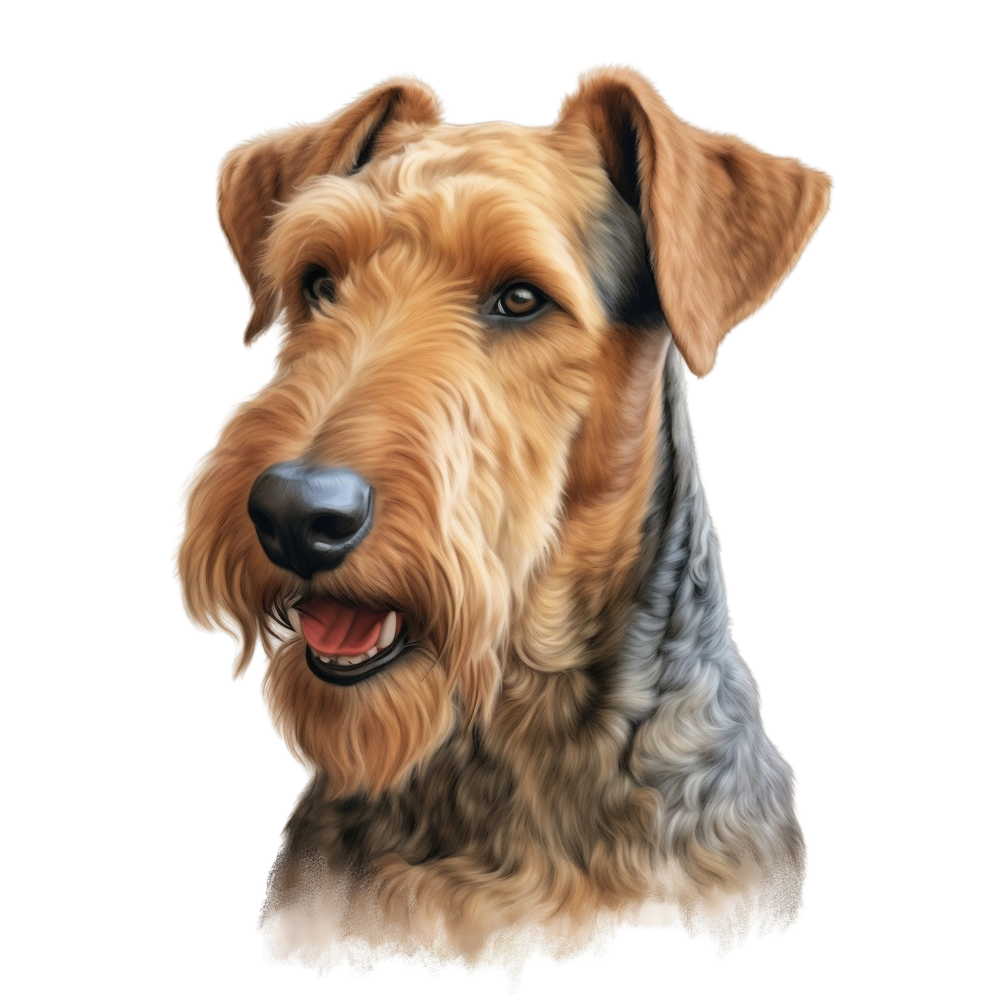 Airedale 5