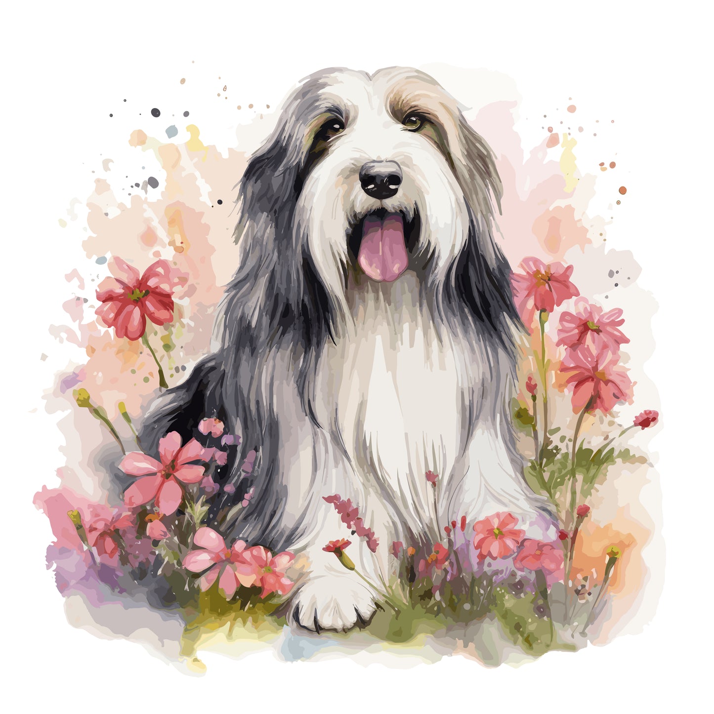 Bearded Collie 9