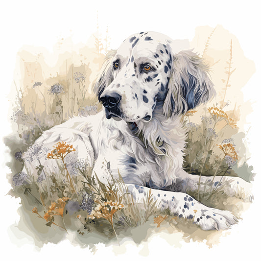 English Setter 10