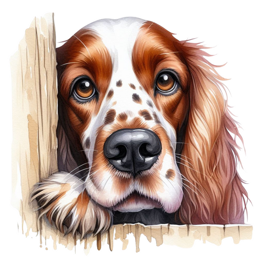 English Setter 12