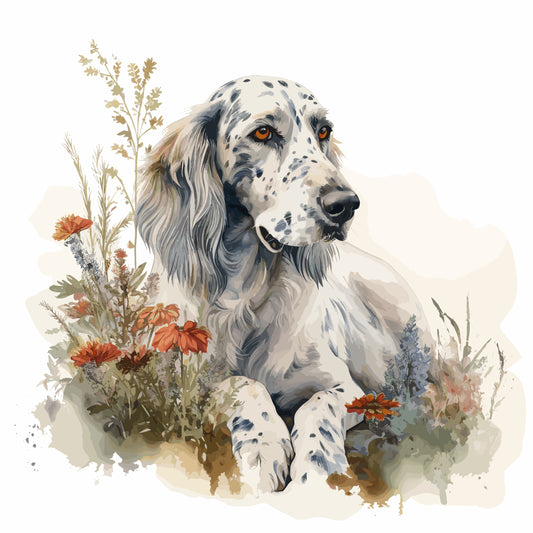 English Setter 6