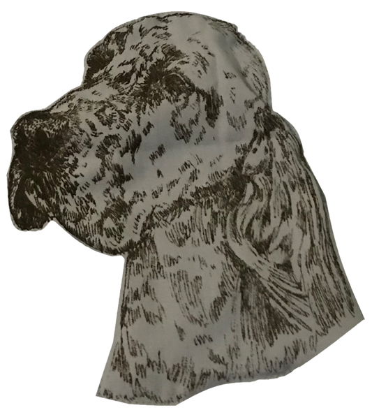 English Setter 13
