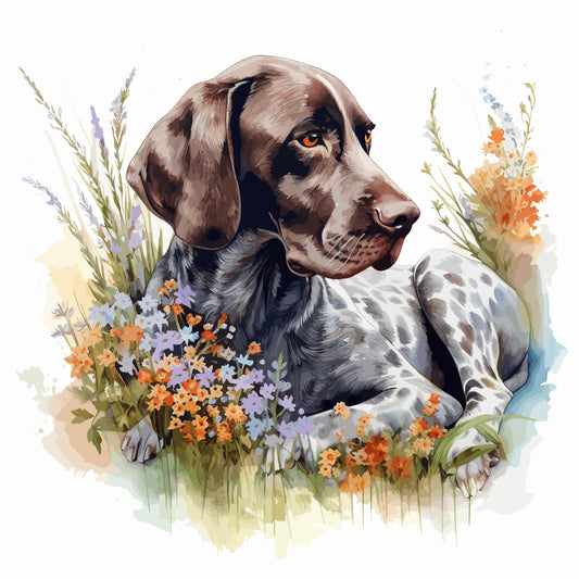 German Shorthaired Pointer 5