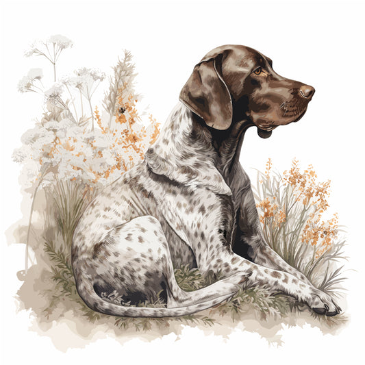 German Shorthaired Pointer 7
