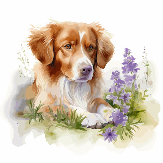 Nova Scotia Duck Tolling Retriever 4