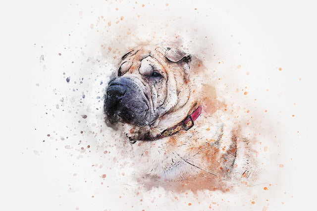 Sharpei 1