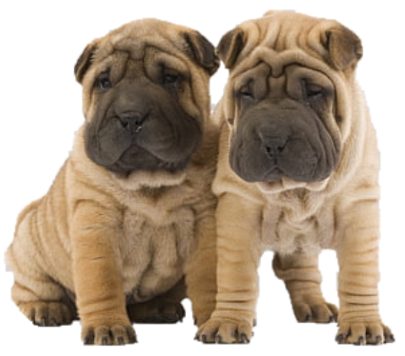 Sharpei 2