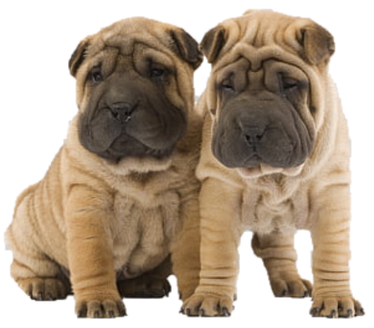 Sharpei 2