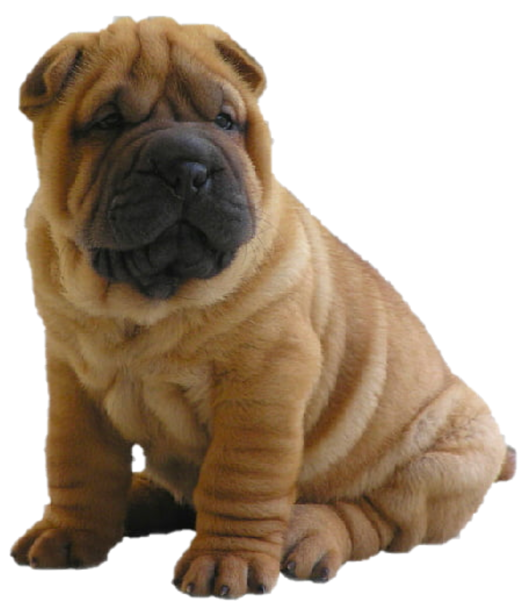 Sharpei 3