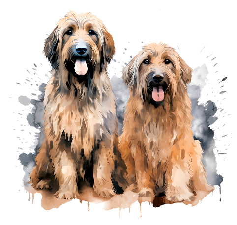 Briard 1
