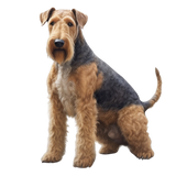 Airedale Terrier - Mouse Pad