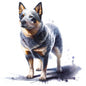 Australian Cattle Dog 10