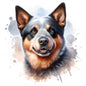 Australian Cattle Dog 12
