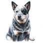 Australian Cattle Dog 14