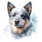 Australian Cattle Dog 15