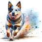 Australian Cattle Dog 17