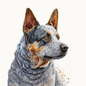 Australian Cattle Dog Pictures