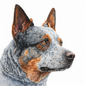 Australian Cattle Dog Pictures