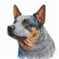 Australian Cattle Dog Pictures