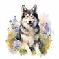 Alaskan Malamute Pictures
