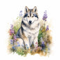Alaskan Malamute 20