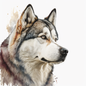 Alaskan Malamute 4