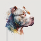 American Staffy 1