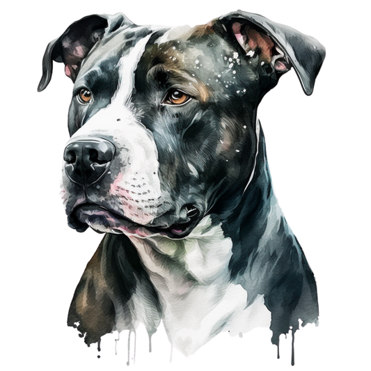 American Staffy 10