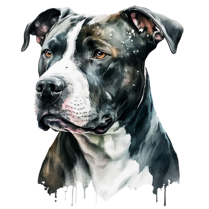 American Staffy Pictures