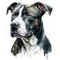 American Staffy Pictures
