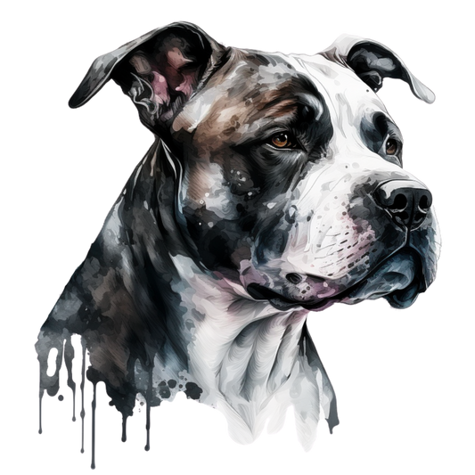 American Staffy 11