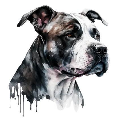 American Staffy Pictures