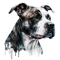 American Staffy Pictures