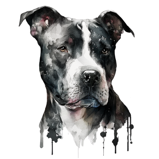 American Staffy 12