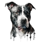 American Staffy 12