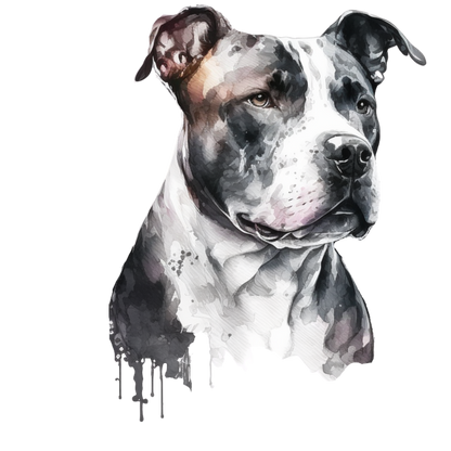 American Staffy Pictures