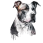American Staffy Pictures