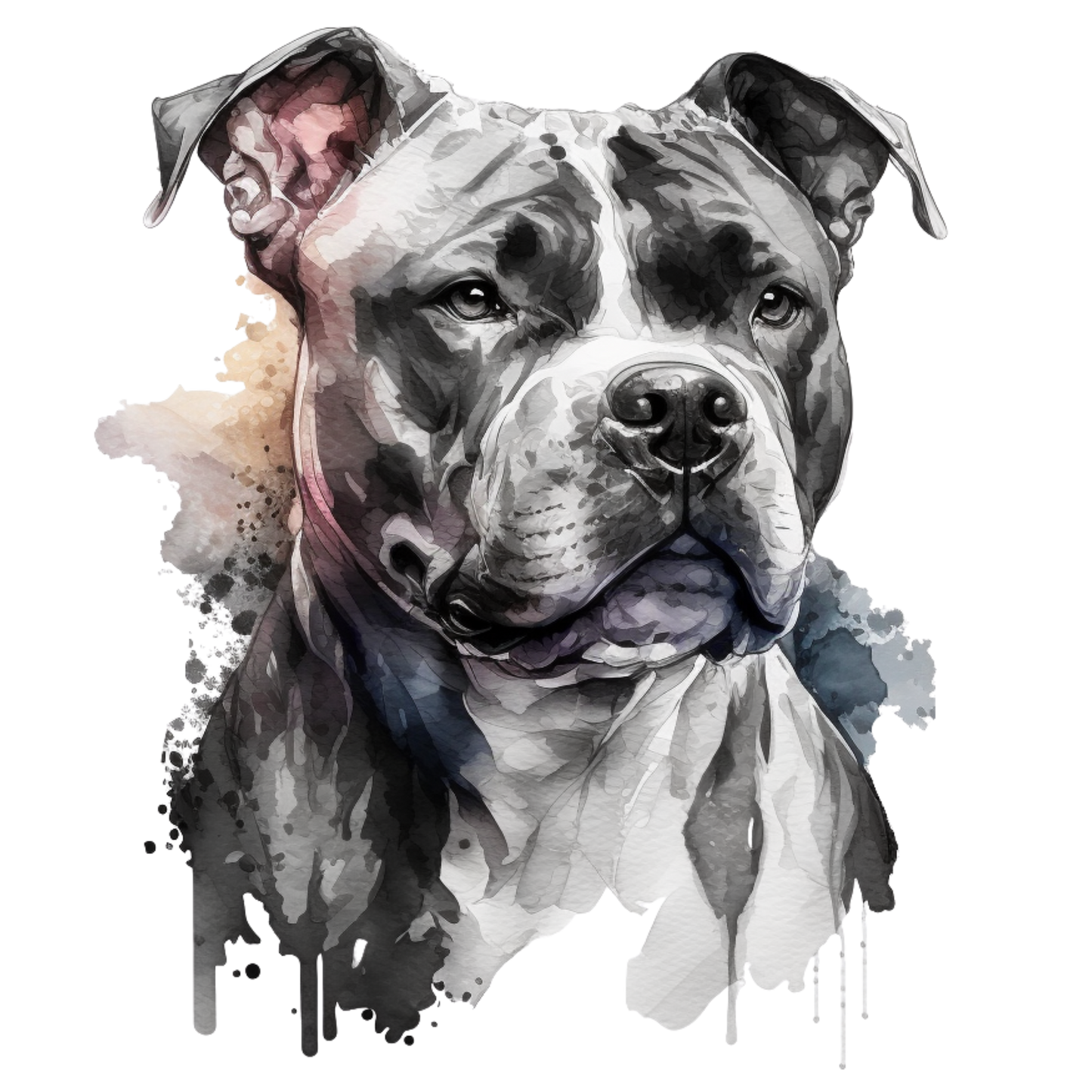 American Staffy 14