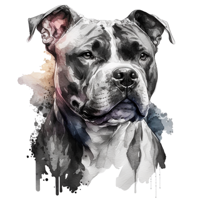 American Staffy Pictures