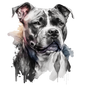 American Staffy Pictures