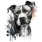 American Staffy 15
