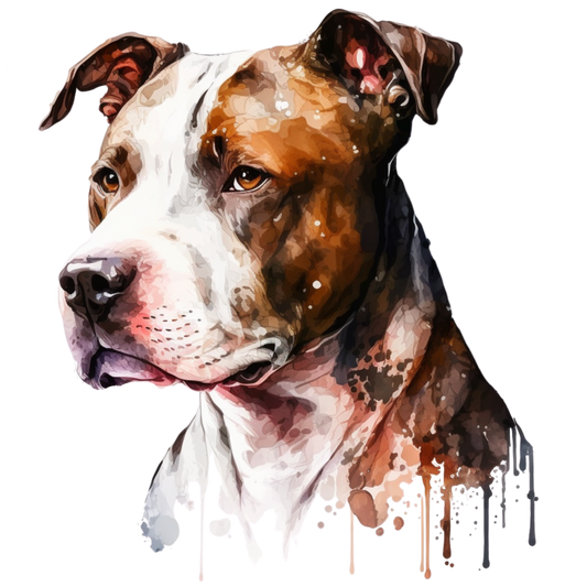 American Staffy 16