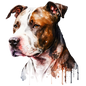 American Staffy 16